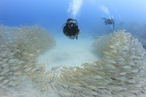 diver in tenerife with roncadores fish diving buceo plongee tauchen duiken tenerife teneriffa islas canarias canary islands